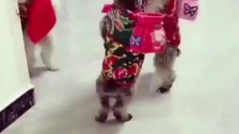 Awesome Dog Group Dance