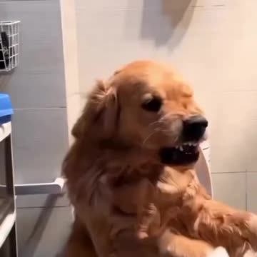 Tell me who's is Boss