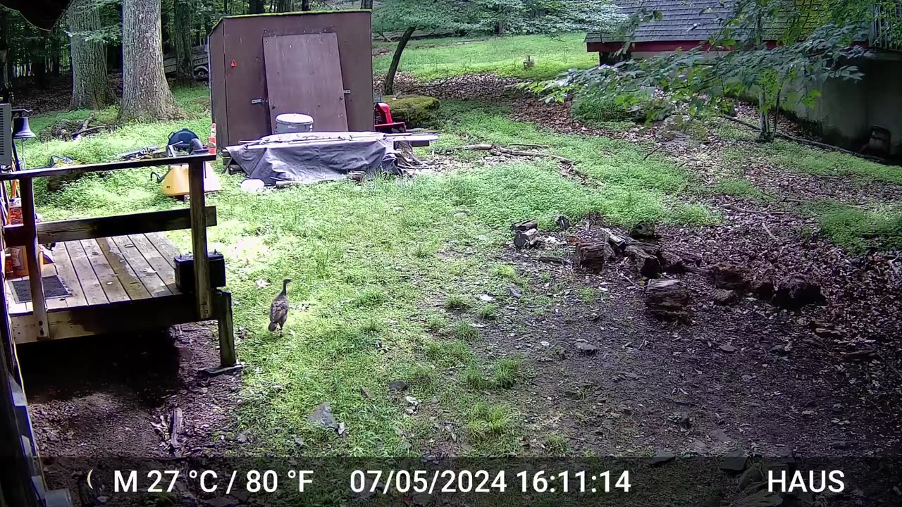 Turk-lings? Turk-lettes? Wild Baby Turkeys