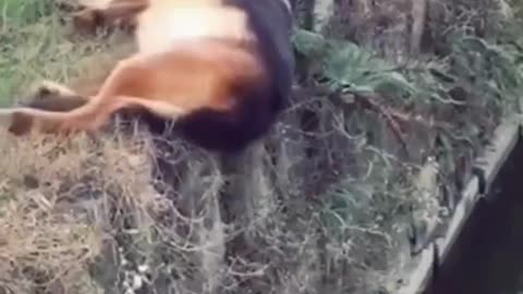 Funny Dogs Funny Situations