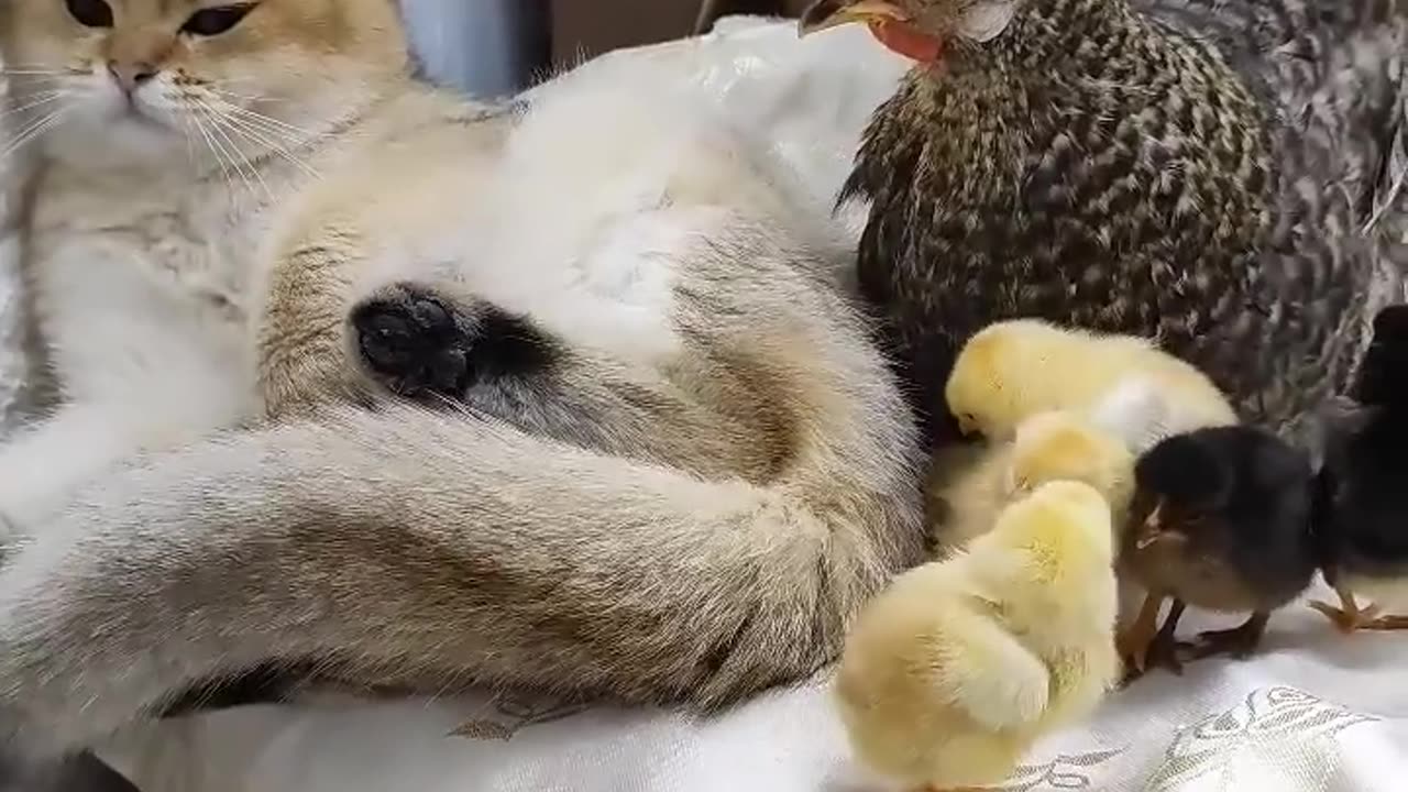 Angry chicken and poor cat😂😂😂😂funny🥰