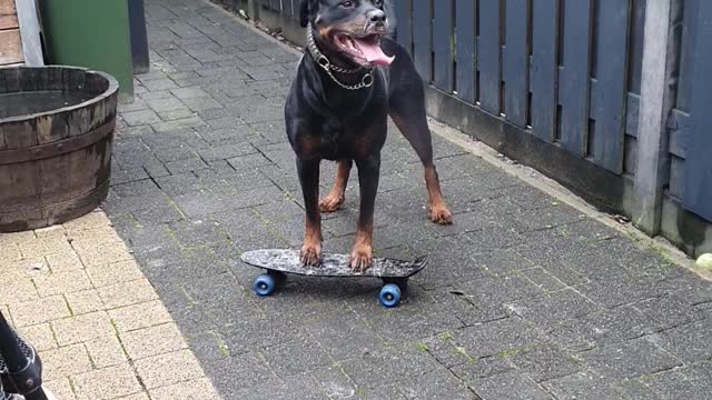 Rottweiler Tries to Figure out Skateboard