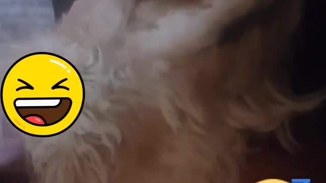 Dog fell asleep with his human's singing!