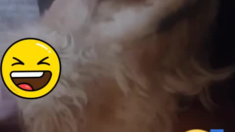 Dog fell asleep with his human's singing!