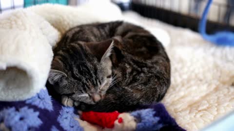 Cat sleeping in cage while people look