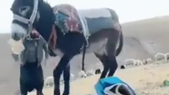 well, a very funny video