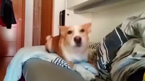 dog funny video song