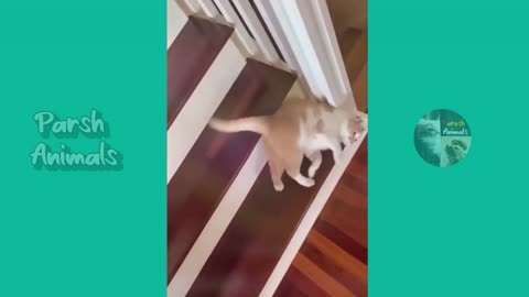 Funniest animals 2023 in Tiktok Funny and Fails Pets Video #1