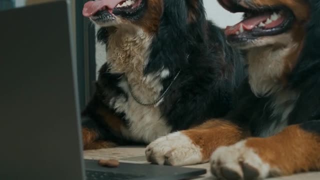 Smart Dogs
