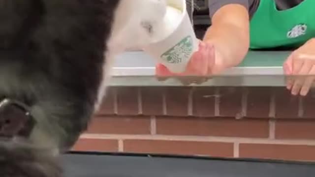 Husky Visits Starbucks - GETS FED BY STAFF!!!