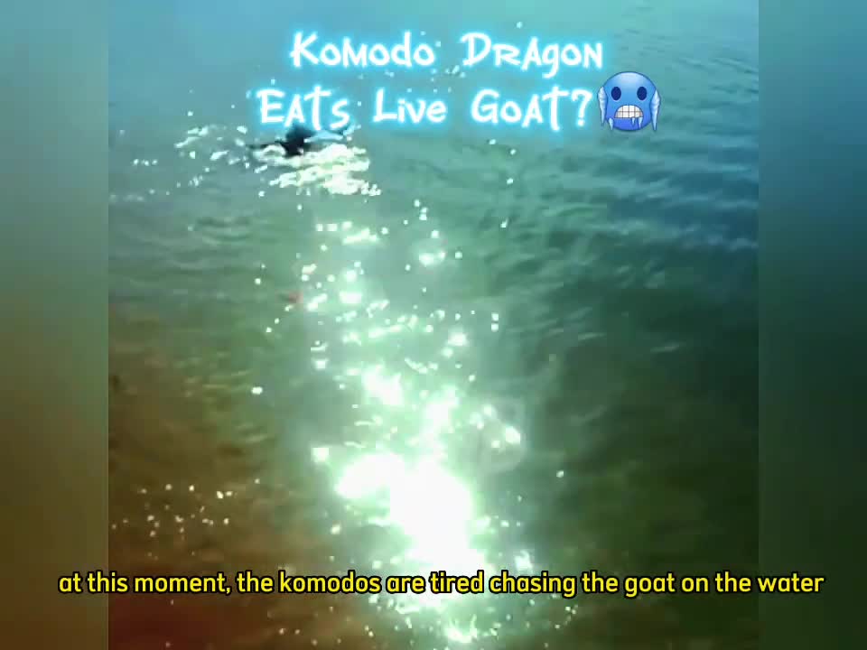 KOMODO DRAGON Attacks Live Goat (Oh my God!!!!!)