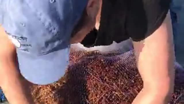 They were NOT expecting THAT .. (this LIVE video is brought to you in a prerecorded format)