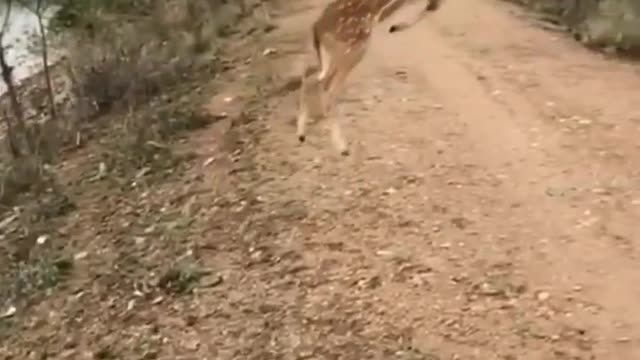 Deer flying video