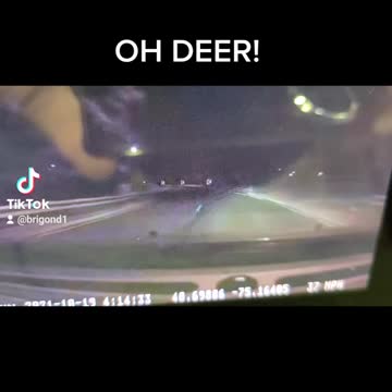 Deer in the headlights