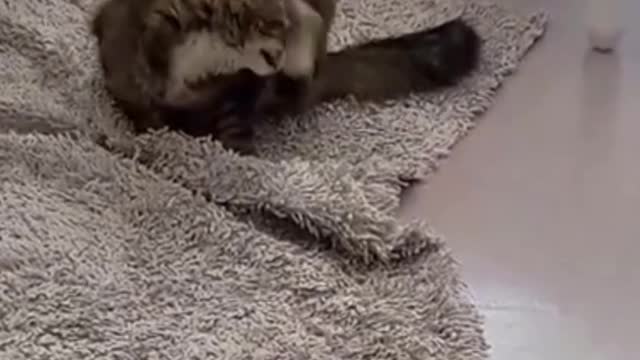 my kitty playing