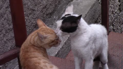 2 Nebelung kittens petting each other is outdoors. Love is in the AIR 🥰🥰