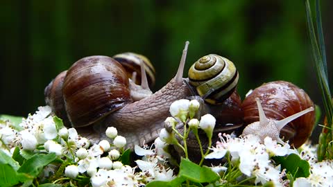 Snails playing with each other in Nature