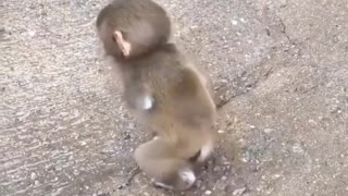 Poor little monkey