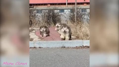 Perros divertidos recopilacion