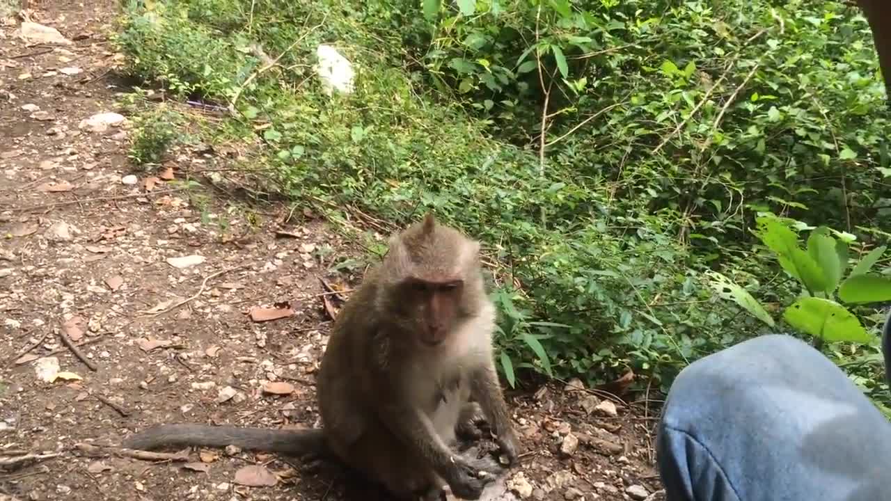 Wild Monkey Meet A Man and Ask water for Drink Cute Animals Monkeys