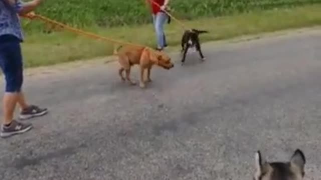 #34 male brown pittie mix #23 male black lab mix #35 female husky April2022