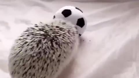 Cute and funny hedgehogs viral 🥰🦔🦔