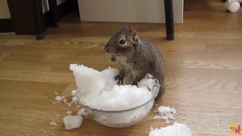 Deep look into the pet's life . The squirrel eats fruits snow.