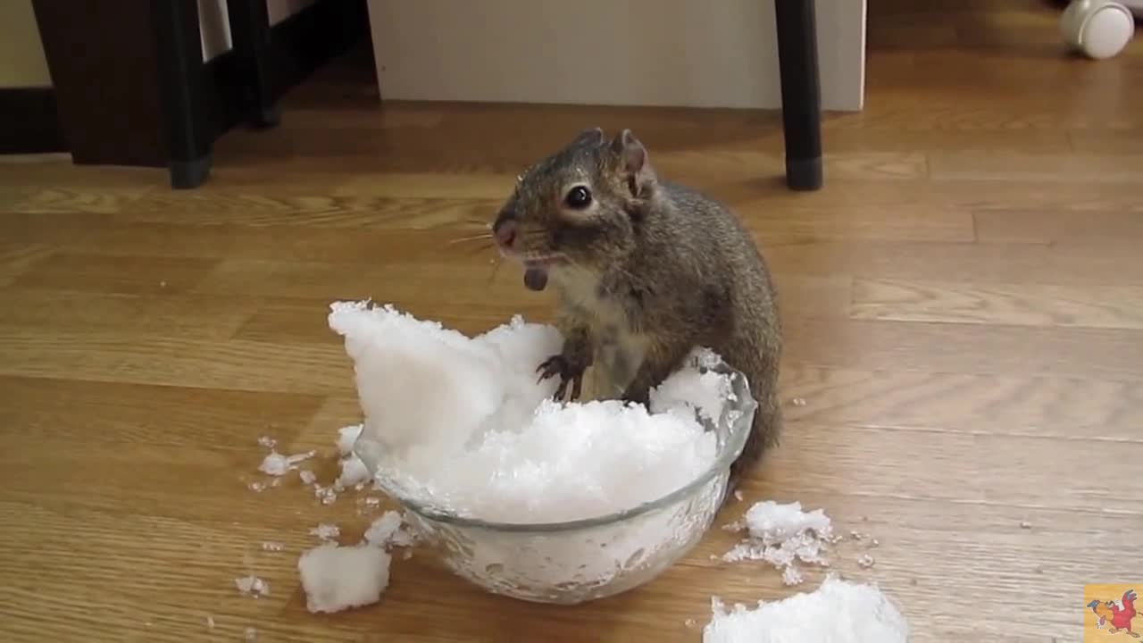 Deep look into the pet's life . The squirrel eats fruits snow.