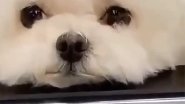 Cute Puppy Got Bored