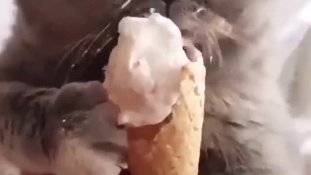 Cat eating a refreshing ice cream