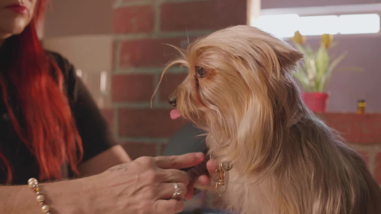 Small cute dog combed by its owner