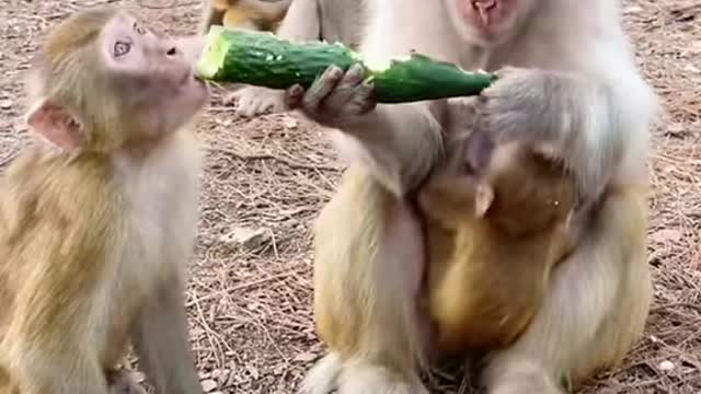 Monkey can't share food