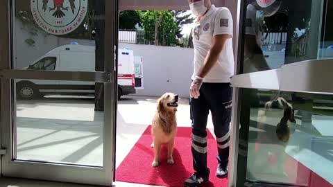 DOG FOLLOW HIS OWNER'S AMBULANCE