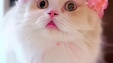 Cute cat🥹😖❤️ #cats #cute #pets #viral