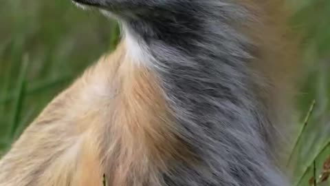 A beautiful moment of a fox