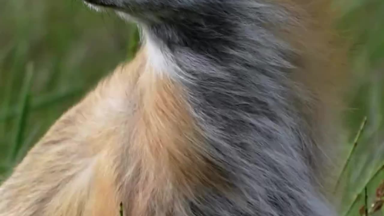 A beautiful moment of a fox