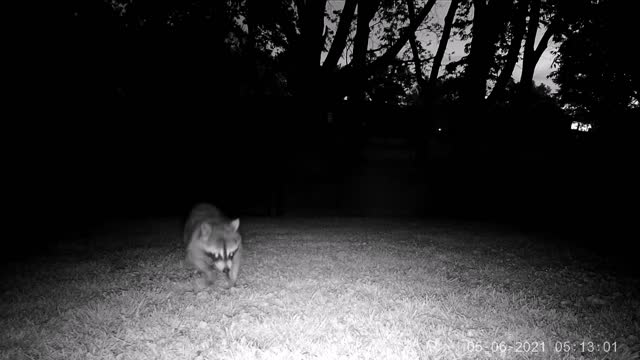 Raccoon Hunting Brood X