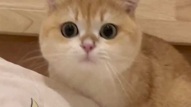 Big-eyed cat