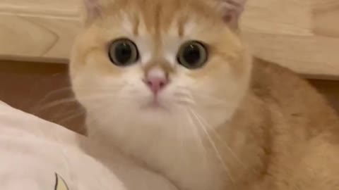 Big-eyed cat