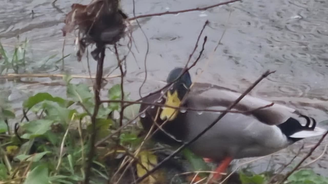 MALLARD DUCK IN THE RAIN IN WALES