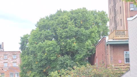 See teeth coming out of the mouth in the tree??