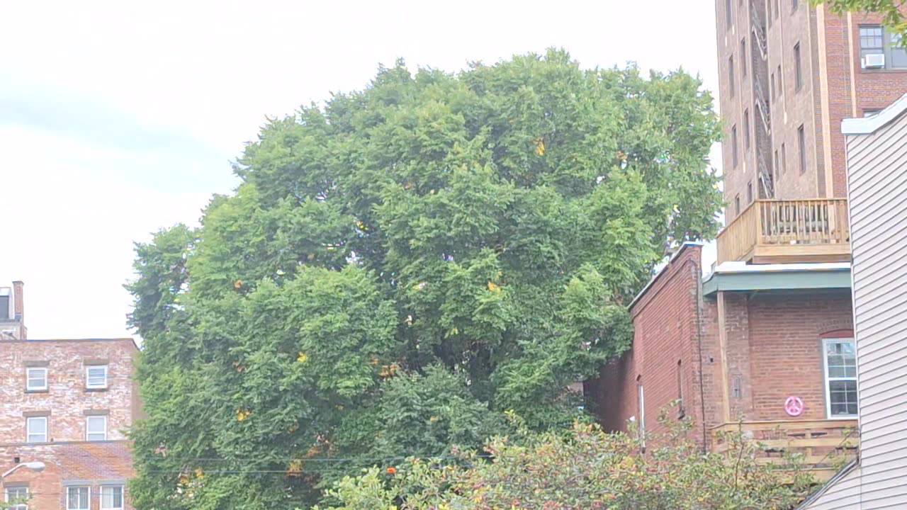 See teeth coming out of the mouth in the tree??