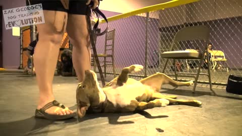 Dog Training .How to Train ANY DOG