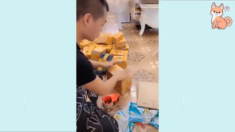 funny dog video, dogs having fun