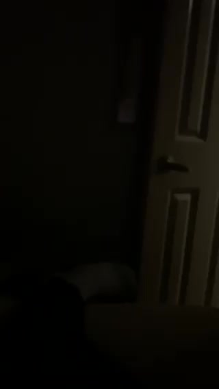 MJCS 46) Bonnie The Miniature Cat Loves Trump