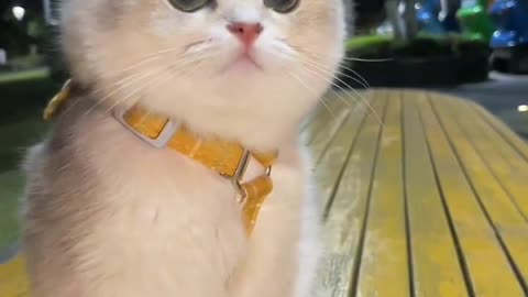 Cute Cats & Funny Cats 4 😍😍😅😅 #cats #shorts #viral #pets #mmvcats