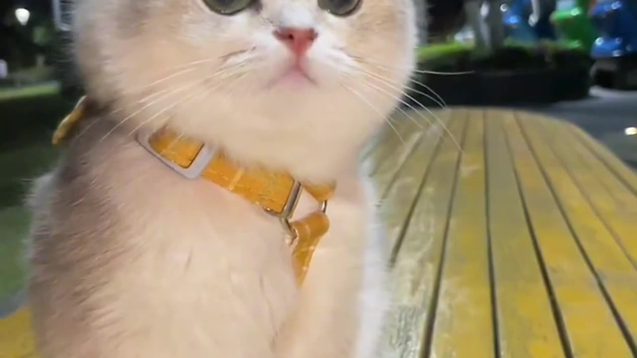 Cute Cats & Funny Cats 4 😍😍😅😅 #cats #shorts #viral #pets #mmvcats