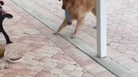 dog says: it's not me, it fell on its own