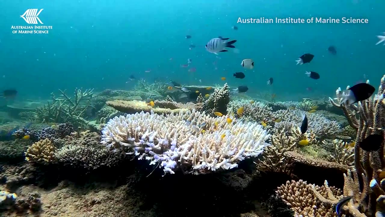 Great Barrier Reef hit by coral bleaching: report