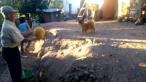 Perrito juega con pelota